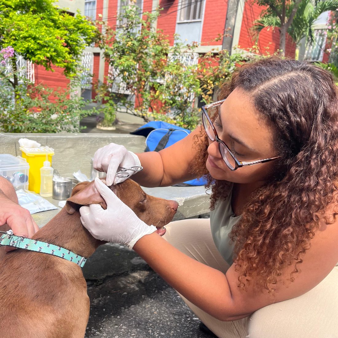 Dra. Mariana Helen de luvas examinando o ouvido de um cão durante atendimento veterinário domiciliar